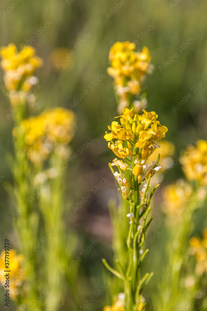 Yellow flowers in the middle of the wildflower meadow