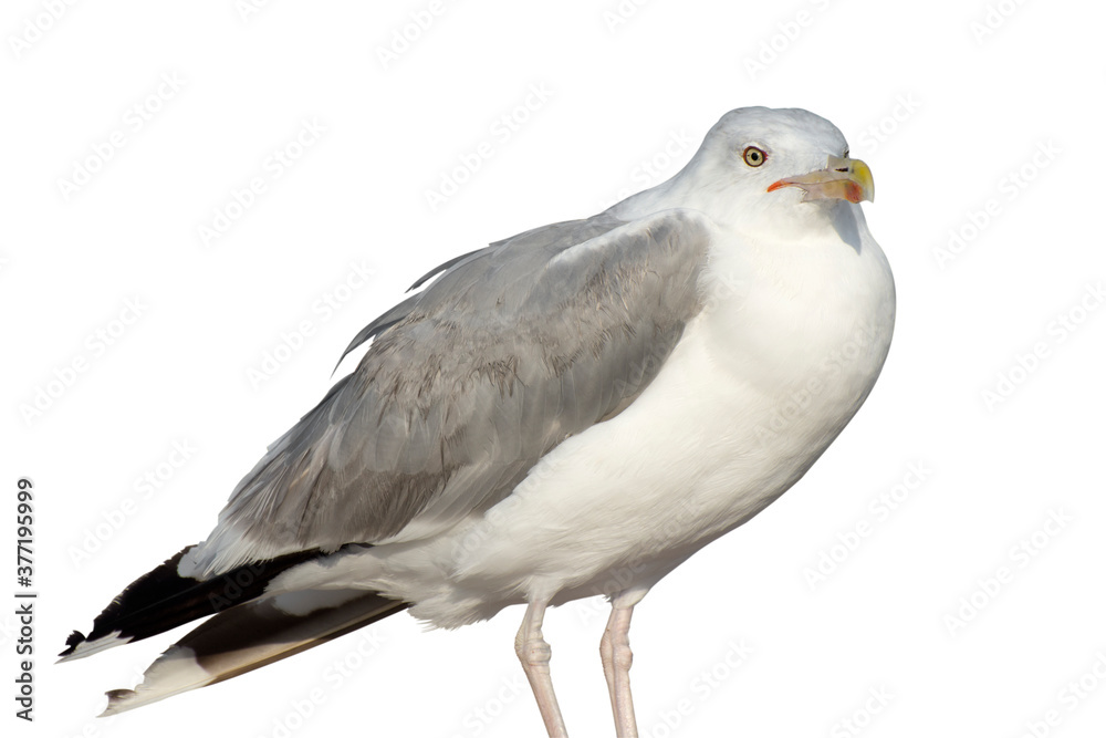 Isolate of big seabird on white background. Front view. Selective focus. Isolate of big seabird on white background. Front view. Selective focus.