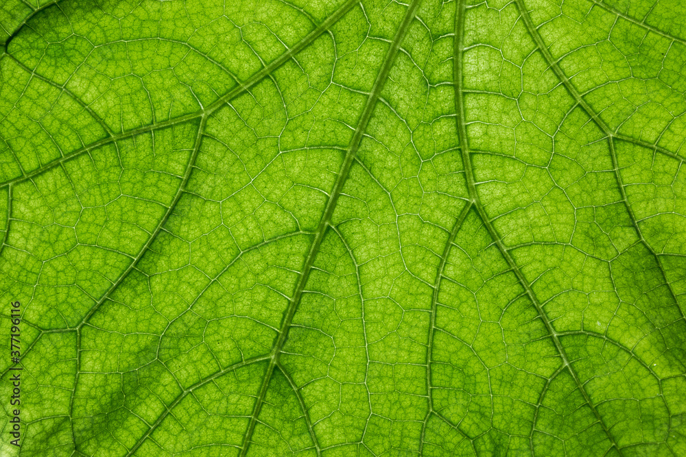 Big green leaf with many leaf veins Big green leaf with many leaf veins