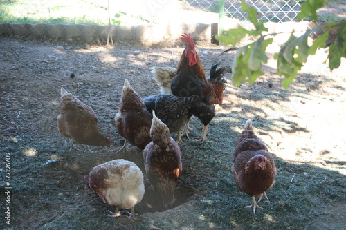 Cock and hen in thefarm yard. Selective focus photo