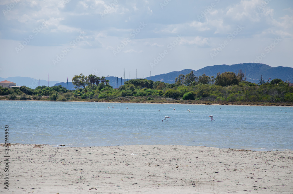 Flamingos vor der Küste auf Sardinien