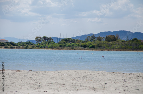 Flamingos vor der K  ste auf Sardinien