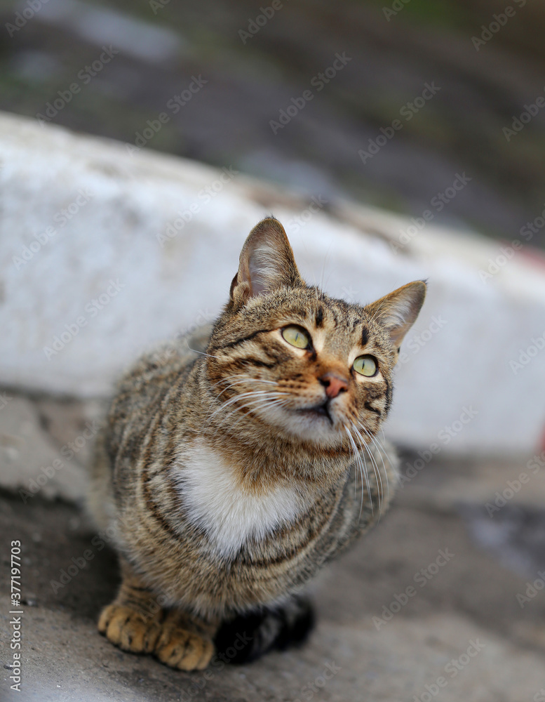 Photo of a beautiful little kitten on the street Photo of a beautiful little kitten on the street