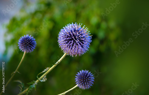 Purple PomPom Flower