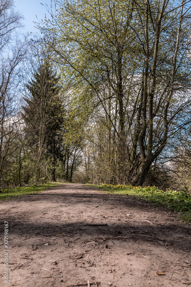 Muddy woodland path through the green countryside Muddy woodland path through the green countryside