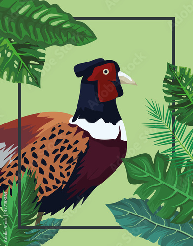 wild pheasant bird animal with leafs plants
