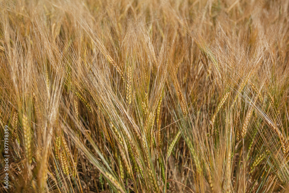 Close-up, ears of ripe cereals, wheat Close-up, ears of ripe cereals, wheat