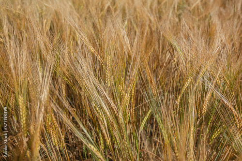 Close-up  ears of ripe cereals  wheat