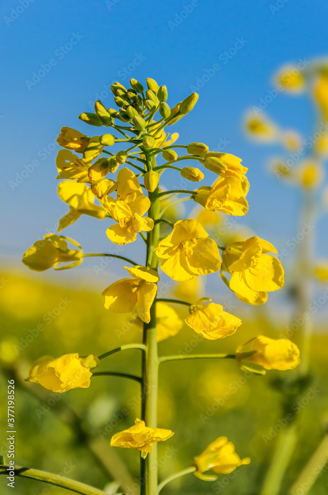 Rapeseed (Brassica napus), also known as rape, oilseed rape. Blooming rapeseed and blue sky in the background. Rapeseed (Brassica napus), also known as rape, oilseed rape. Blooming rapeseed and blue sky in the background.
