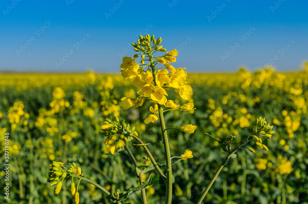 Rapeseed (Brassica napus), also known as rape, oilseed rape. Blooming rapeseed and blue sky in the background. Rapeseed (Brassica napus), also known as rape, oilseed rape. Blooming rapeseed and blue sky in the background.