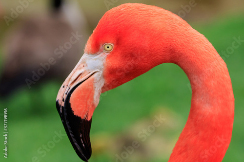 Canvas Print American Flamingo (Phoenicopterus ruber)