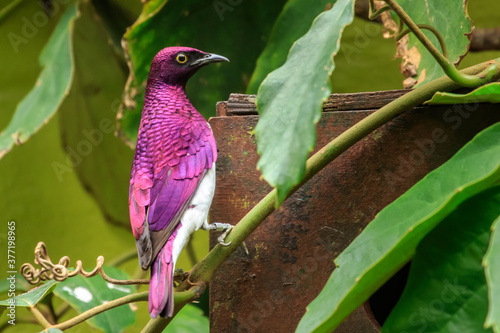 Φωτογραφία Violet Backed Starling (Cinnyricinclus leucogaster)