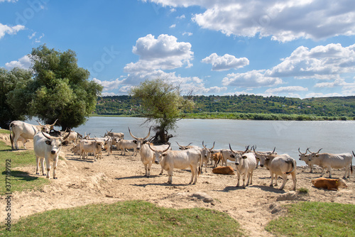 Herd of white cows with long horns resting by the river. Livestock living freely iin the nature. Organic farming. photo