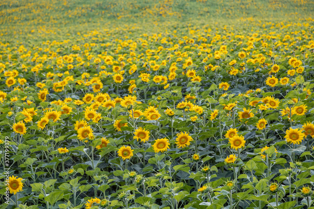 Sunflower field at sunset. Rural agricultural landscape of fading sun at the horizon with sun beams over sunflowers agricultural field