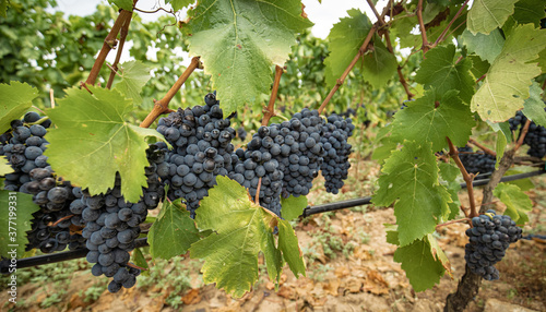 carignano del sulcis grapes ready for harvest photo