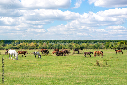 Fototapeta Naklejka Na Ścianę i Meble -  Herd of white and brown horses grazing freely on a large meadow