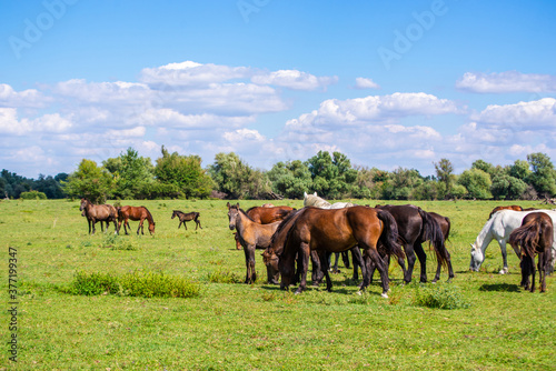 Herd of brown and white horses grazing in a green meadow on a sunny day.