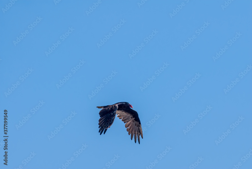 Turkey Vulture (Cathartes aura) in Piedras Blancas, California, USA Turkey Vulture (Cathartes aura) in Piedras Blancas, California, USA