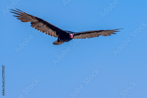 Turkey Vulture  Cathartes aura  in Piedras Blancas  California  USA