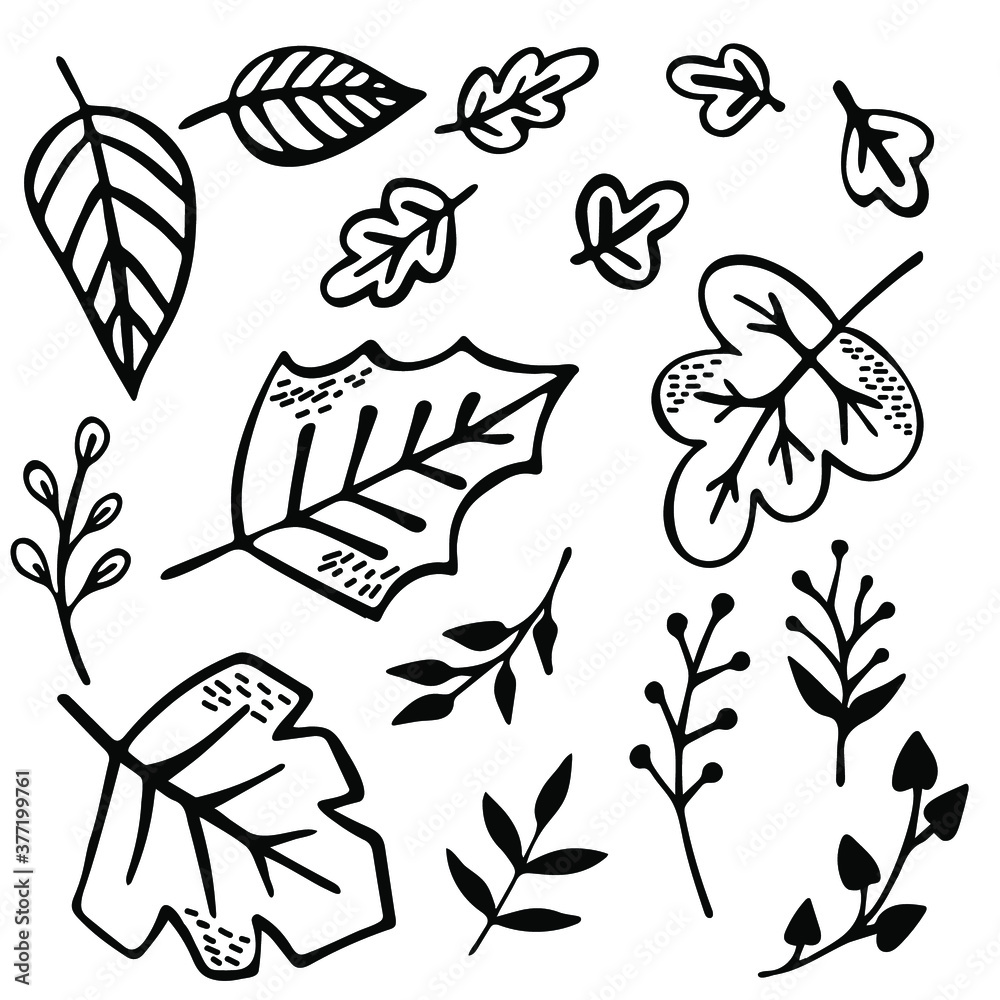 Fototapeta premium Leaves and branches hand drawn set. Black and white drawings on a white background. Vector.