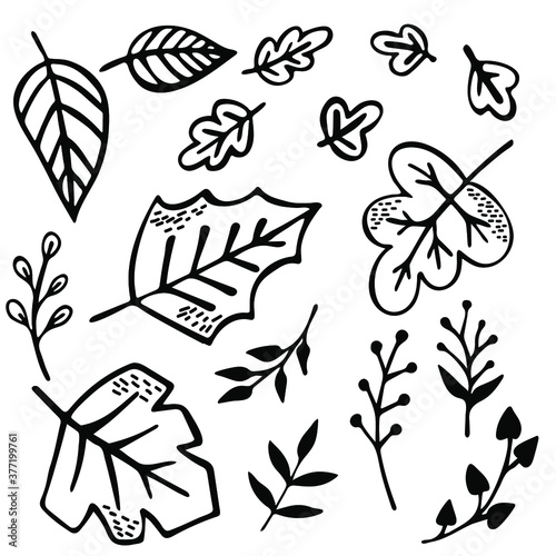 Leaves and branches hand drawn set. Black and white drawings on a white background. Vector.