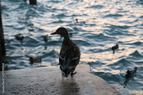 Germano in riva ad un lago photo