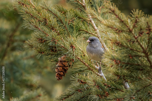Dark-eyed Junco (Junco hyemalis) photo
