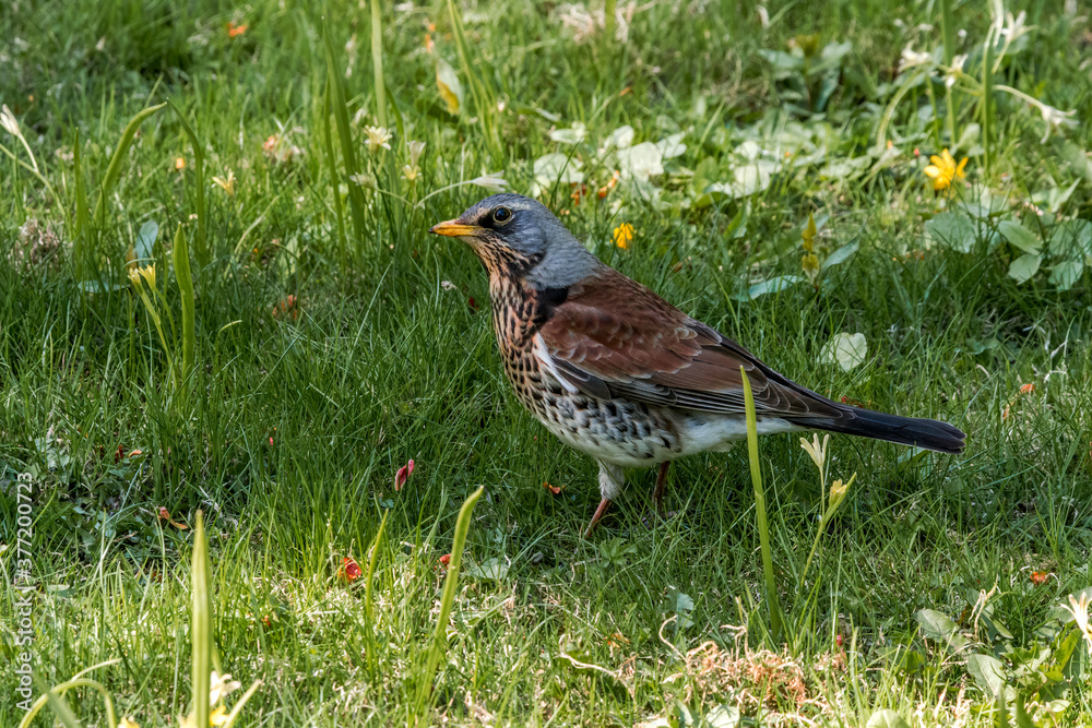 Fototapeta premium Fieldfare (Turdus pilaris) in park, Central Russia