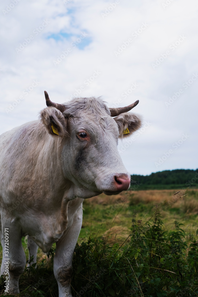 cow in the field cow in the field