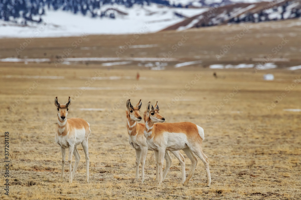 Obraz premium Pronghorn (Antilocapra americana) on the high plains of Colorado