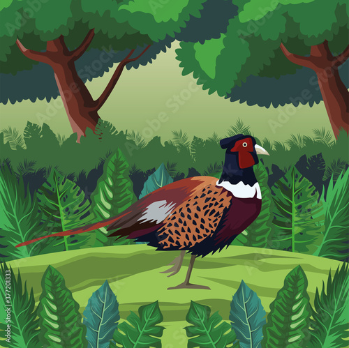 wild pheasant bird in landscape