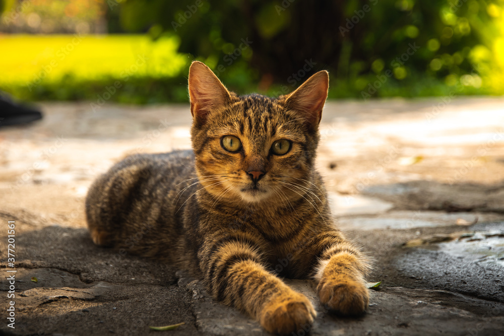 A beautiful tabby kitten lies on a stone-paved path near a monastery in the mountains of montenegro