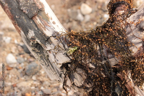 Seaweed on driftwood with a green plant, Hanklit, Morsø, Jutland, Denmark photo