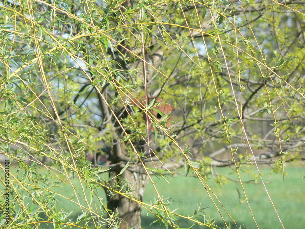 Willow tREE