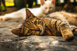 Beautiful photos of a tabby cat on a path in the old city, resting and basking in the rays of the sun