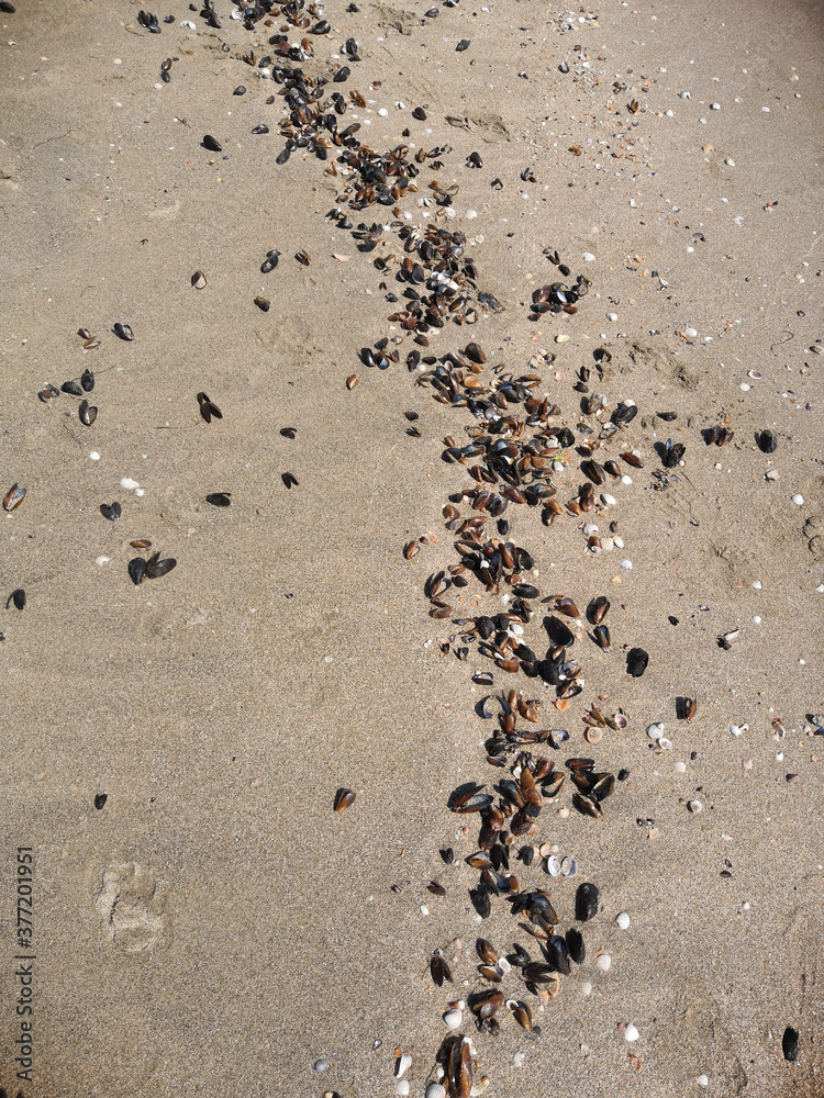 Starfish and seashells on sandy beach. Top view Starfish and seashells on sandy beach. Top view