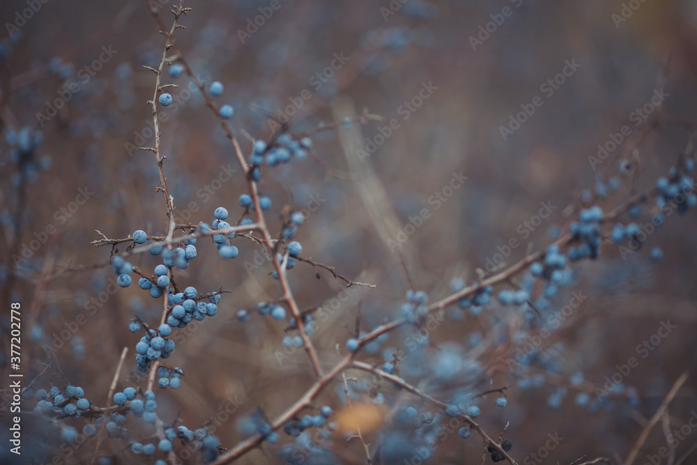 Sloe berries on the branches. Romantic autumn still life with blackthorn or sloes. Wrinkled berries of blackthorn on a bush on late Fall Sloe berries on the branches. Romantic autumn still life with blackthorn or sloes. Wrinkled berries of blackthorn on a bush on late Fall