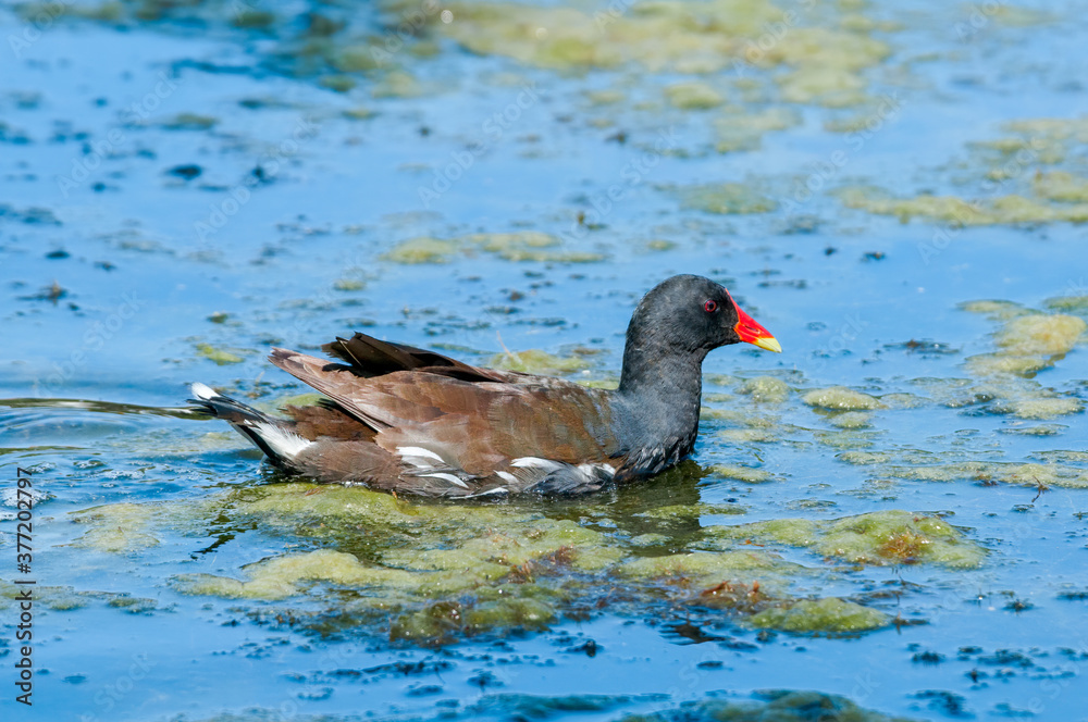 Common Moorhen (Gallinula chloropus) in park, Keil, Schleswig-Holstein, Germany Common Moorhen (Gallinula chloropus) in park, Keil, Schleswig-Holstein, Germany