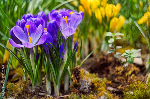  Spring blooming of purple crocuses in an orangery