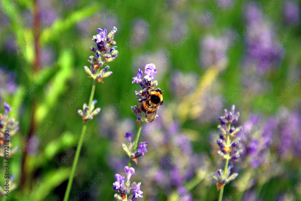 Wild bee in a field of lavender Wild bee in a field of lavender