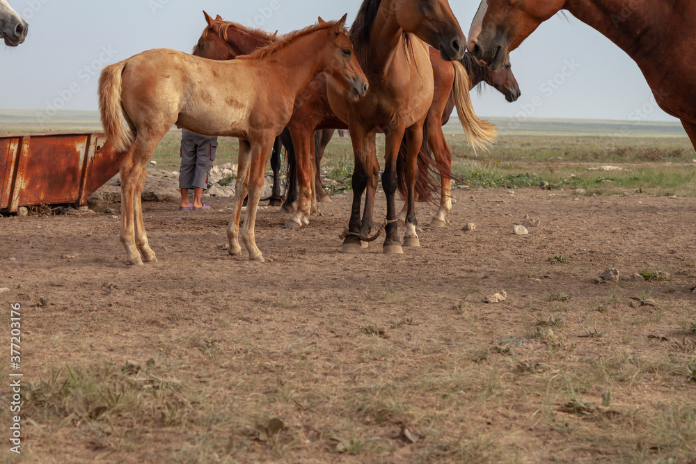 Obraz premium Group of red horses stands in steppe