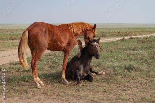 Two horses in the steppe. Romantic plot