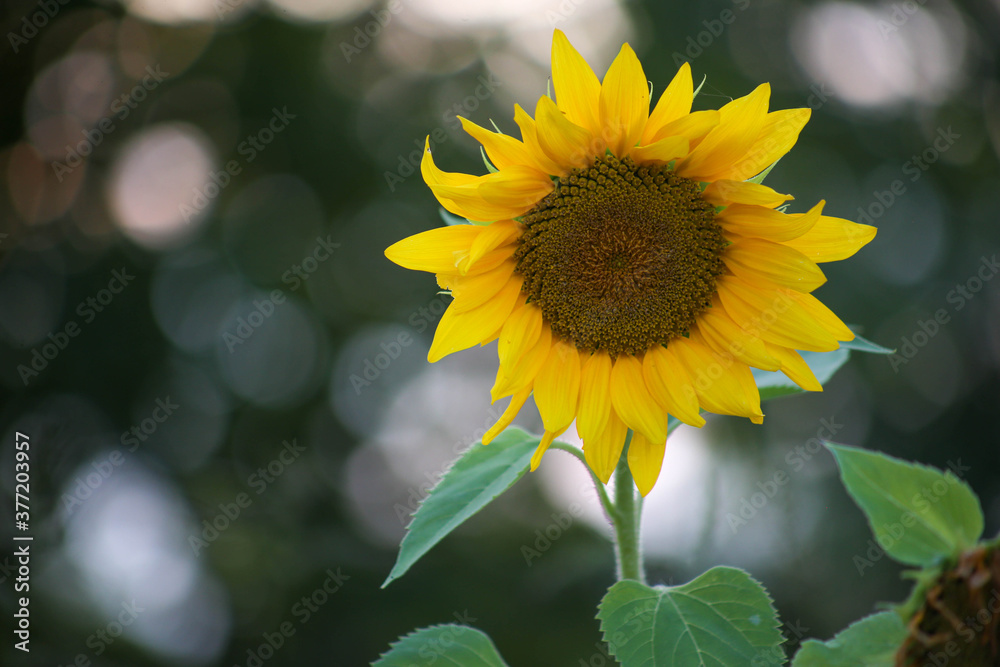 Naklejka premium Sunflowers in field