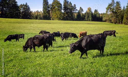 Black Angus Rinder Herde bei Morgen Fütterung im saftigen grünen Gras im Bayrischen Voralpenland