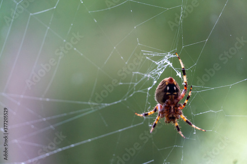 six-legged spider on web