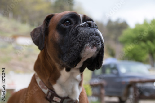 primo piano di un boxer fulvo