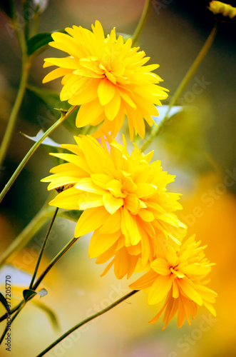 macro closeup of a bright yellow orange pretty Rudbeckia laciniata 