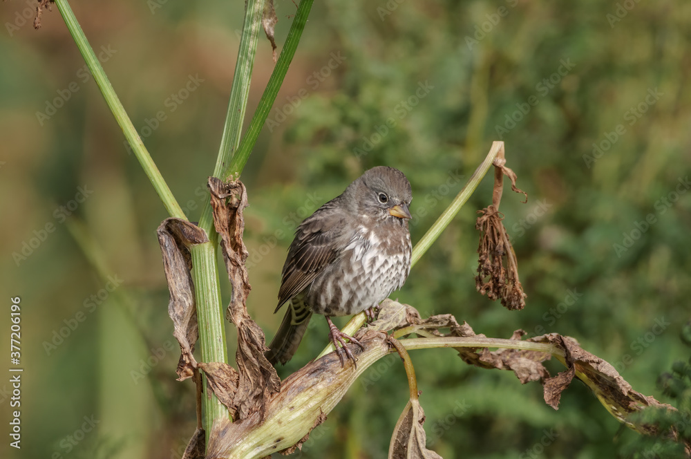 Fox Sparrow (Passerella iliaca) at Chowiet Island, Semidi Islands, Alaska, USA Fox Sparrow (Passerella iliaca) at Chowiet Island, Semidi Islands, Alaska, USA