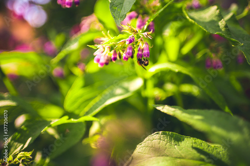 comfrey herb - Symphytum officinale photo