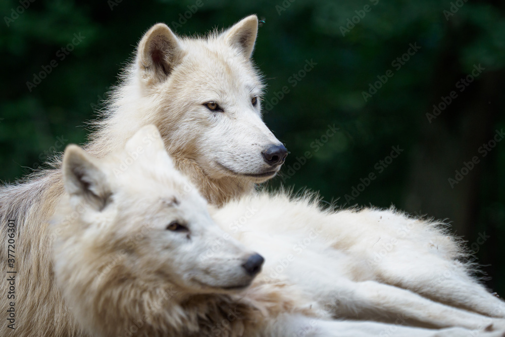 Arctic wolf (Canis lupus arctos), also known as the white wolf or polar wolf